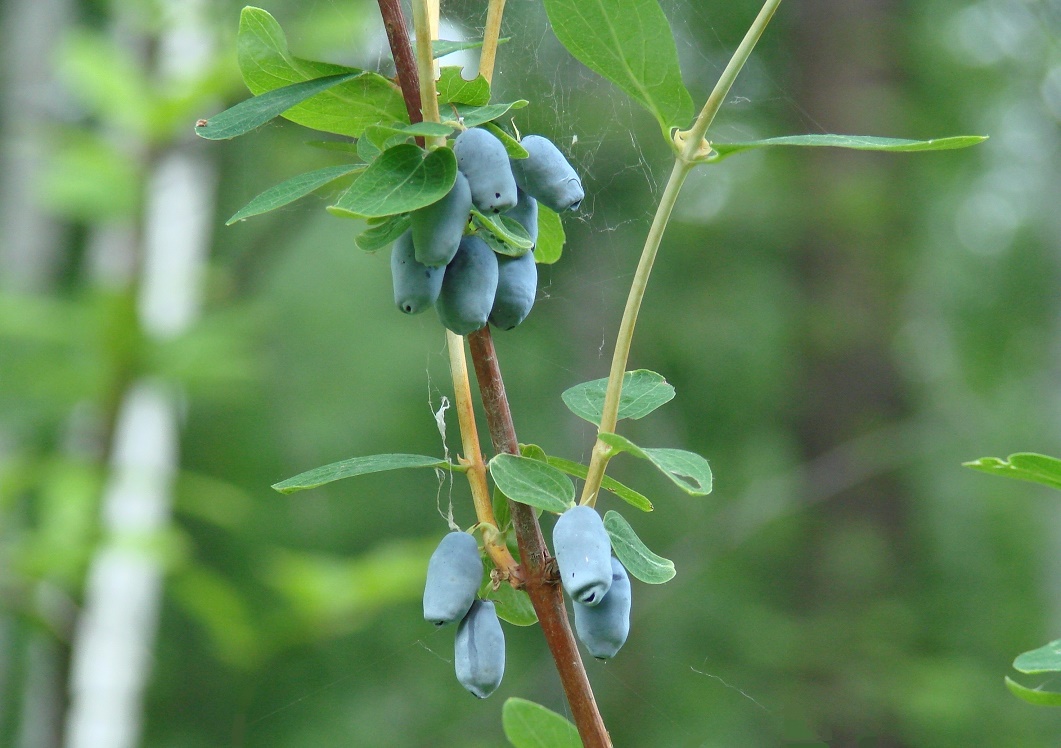 Image of Lonicera altaica specimen.