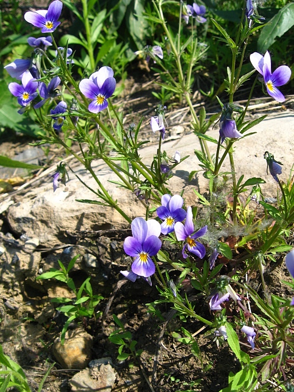 Изображение особи Viola tricolor.