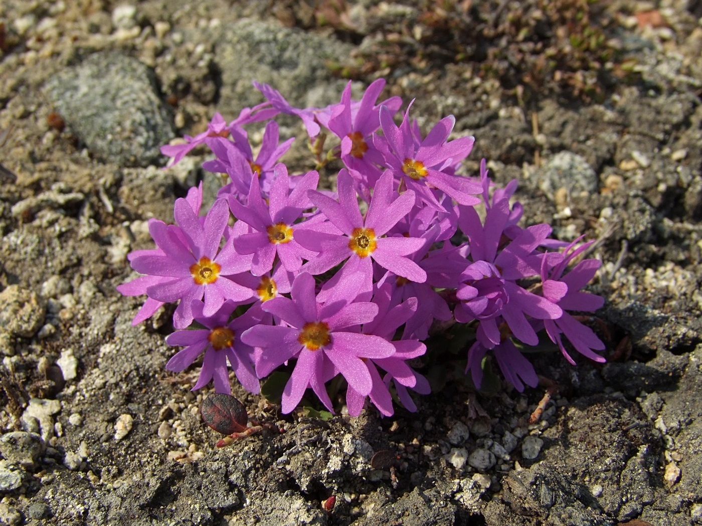 Изображение особи Primula cuneifolia.