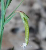 Lathyrus sphaericus