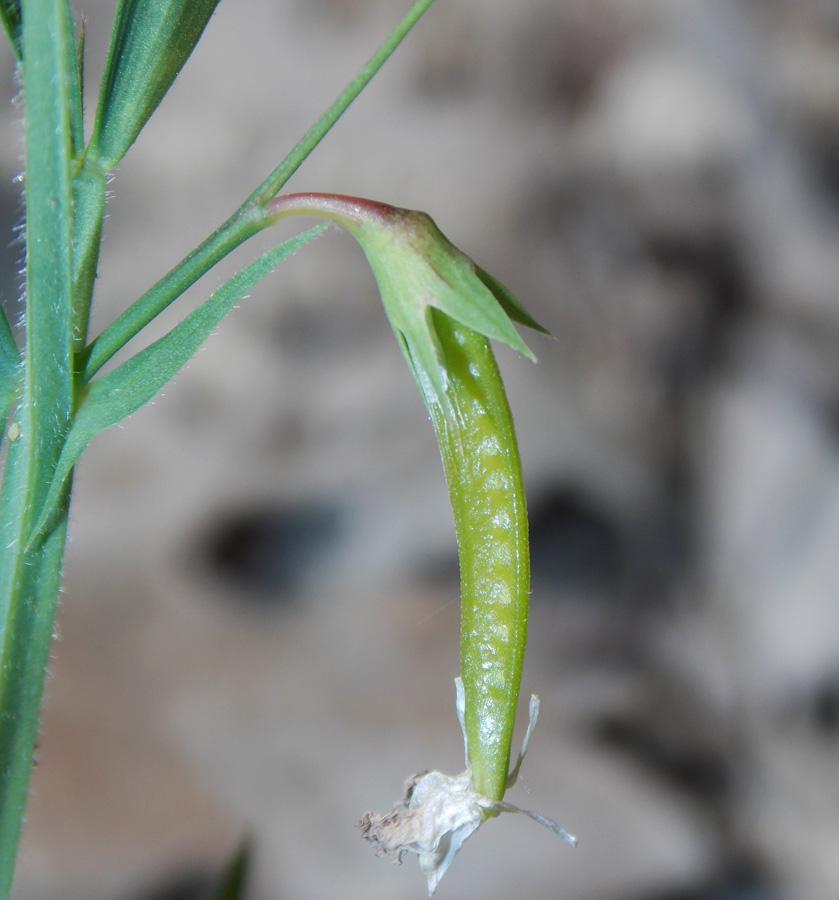 Изображение особи Lathyrus sphaericus.