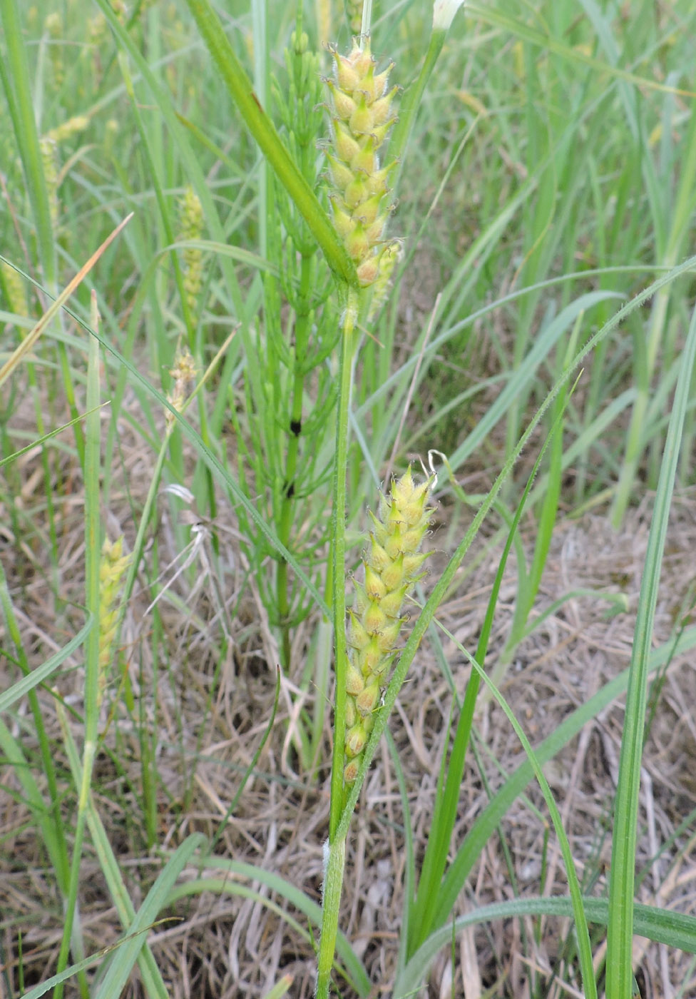 Image of Carex hirta specimen.