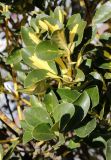 Euonymus japonicus