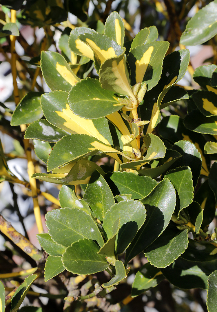 Image of Euonymus japonicus specimen.