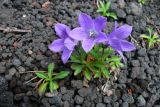 Campanula lasiocarpa