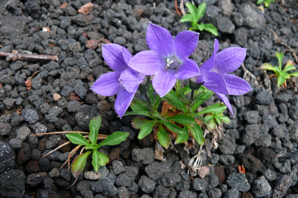 Image of Campanula lasiocarpa specimen.