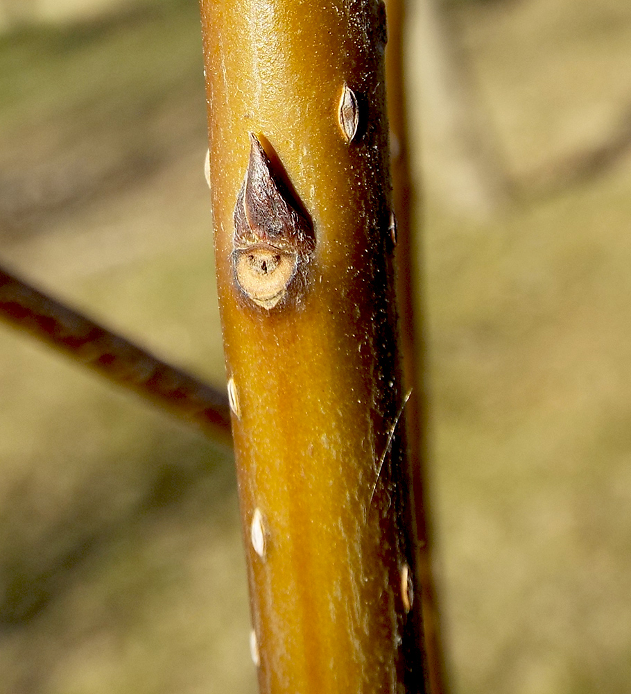 Image of Diospyros lotus specimen.