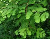 Metasequoia glyptostroboides