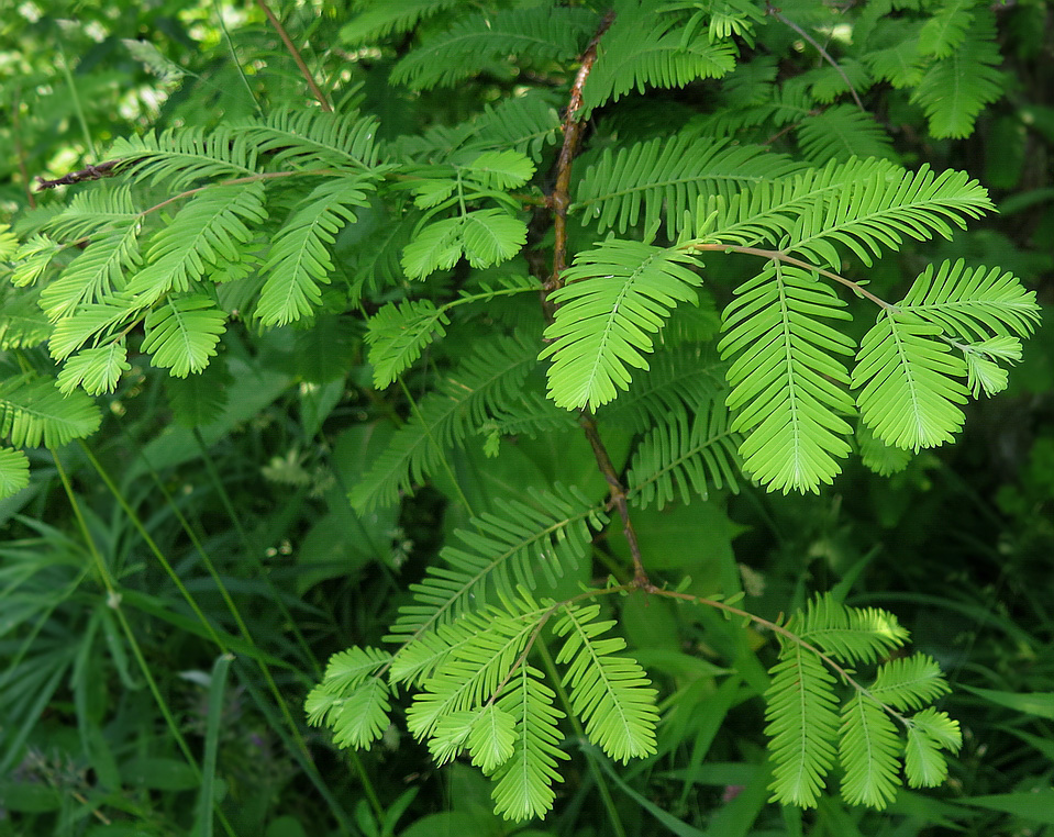 Image of Metasequoia glyptostroboides specimen.