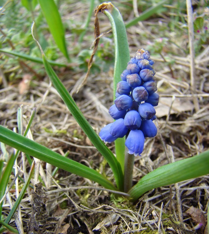 Image of Muscari armeniacum specimen.