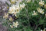 Astragalus albicaulis