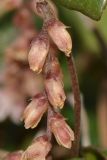 Smilax aspera