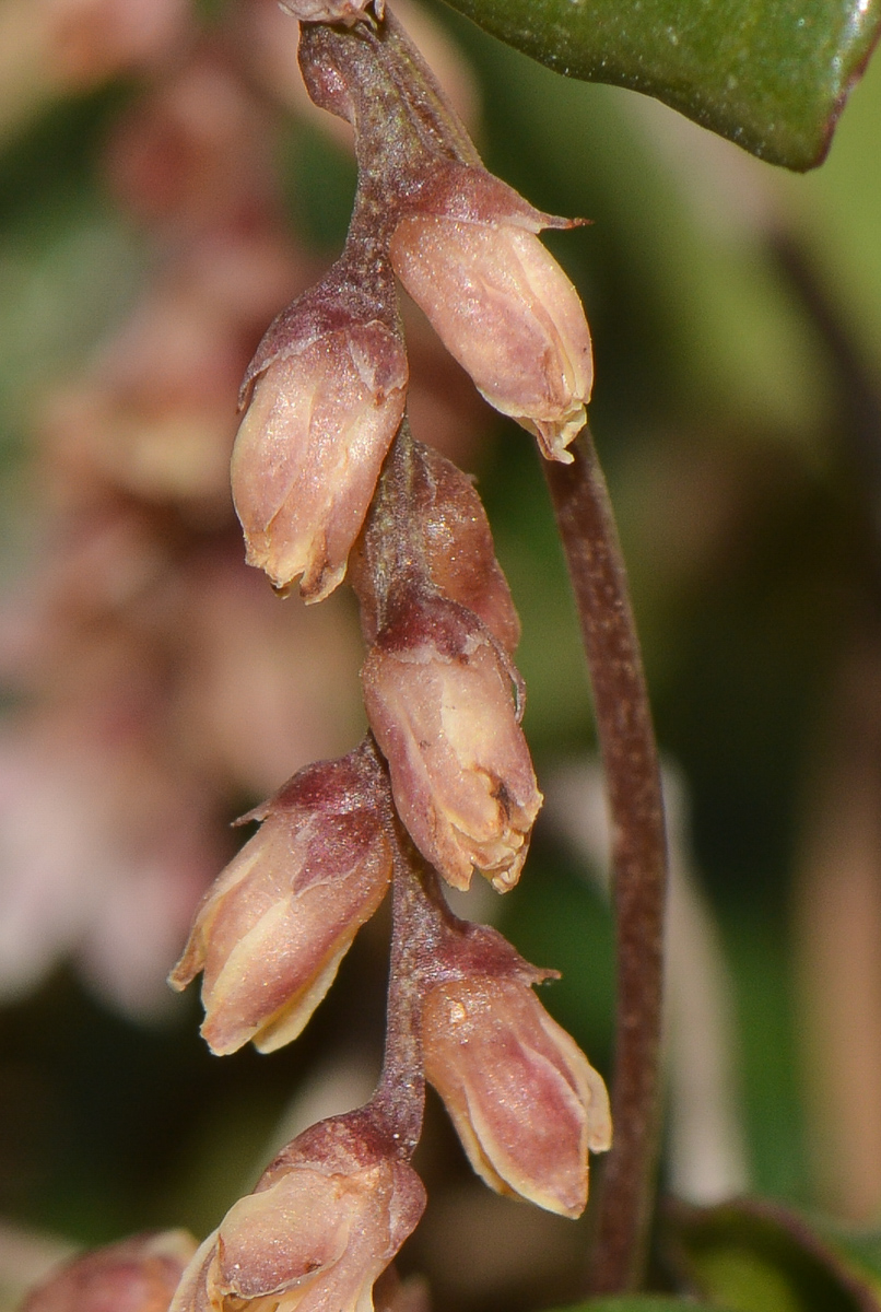 Изображение особи Smilax aspera.