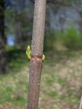 Acer platanoides
