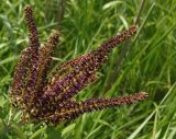Amorpha fruticosa. Соцветия. Украина, г. Запорожье, балка возле трассы на Васильевку, южнее Опытной станции, тростниковые заросли на берегу ручья. 03.06.2016.