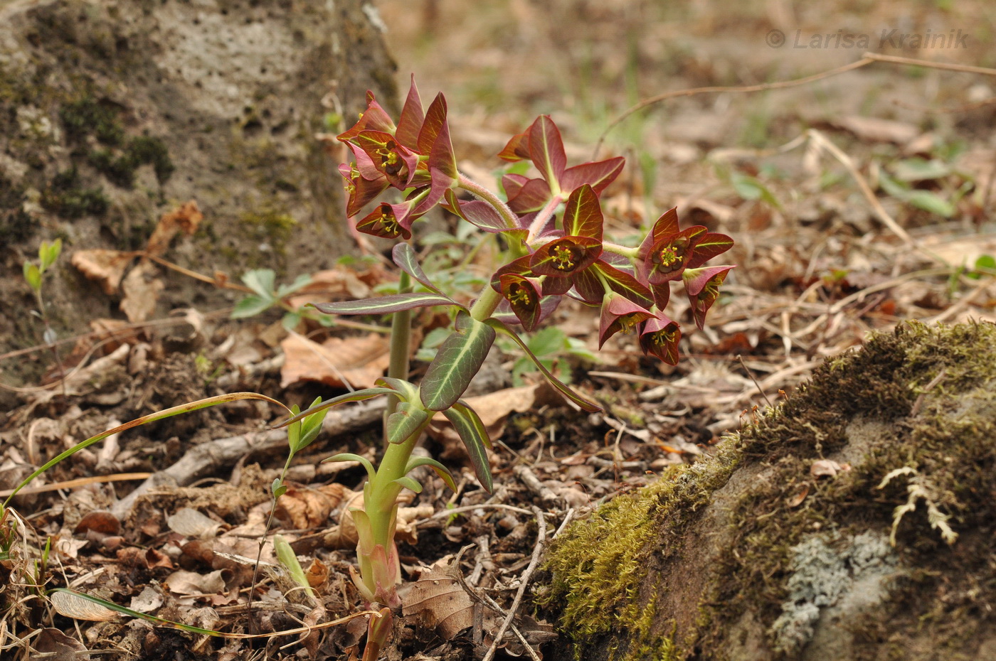 Image of Euphorbia komaroviana specimen.