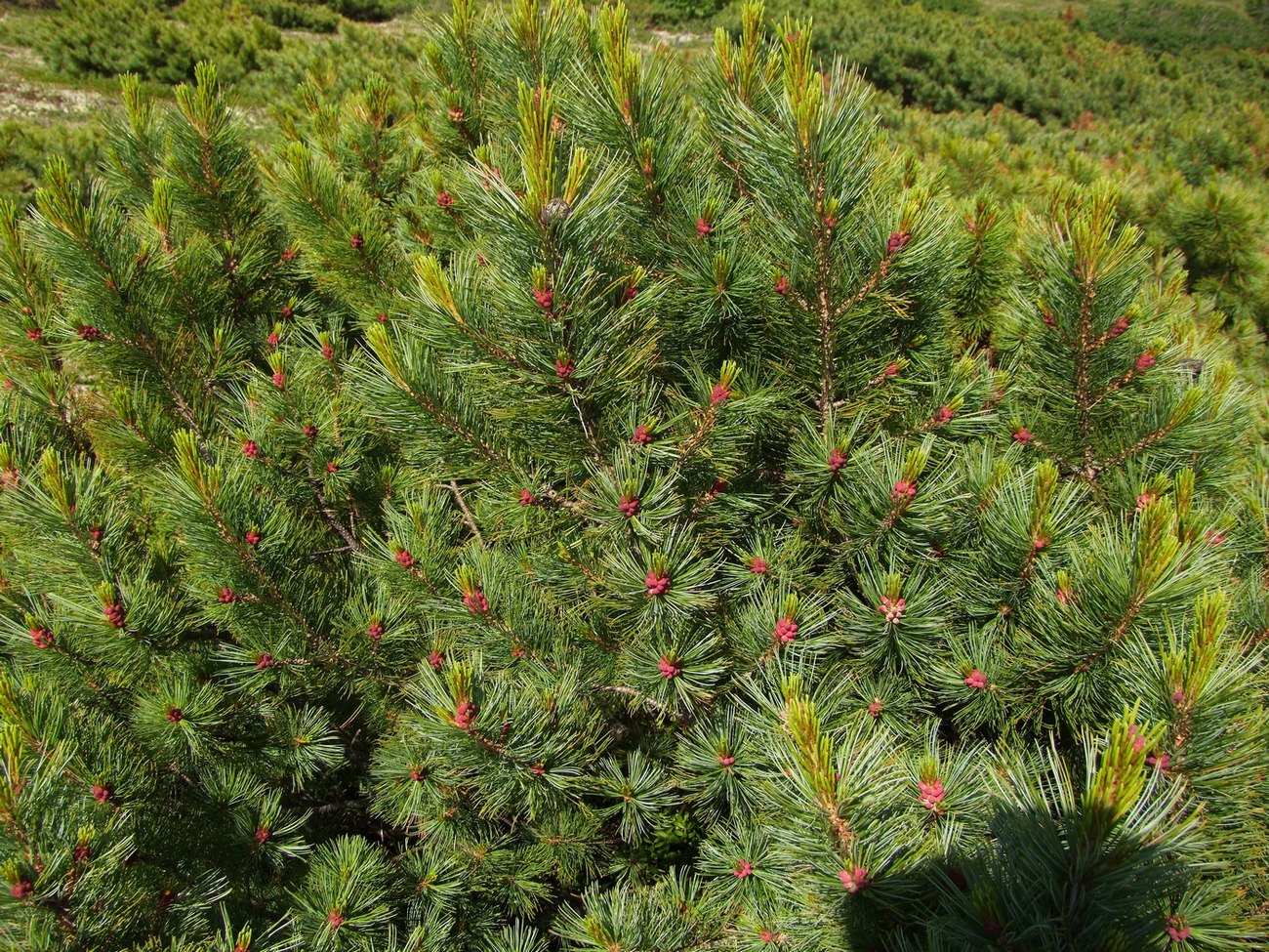 Pinus pumila 'Elektra'