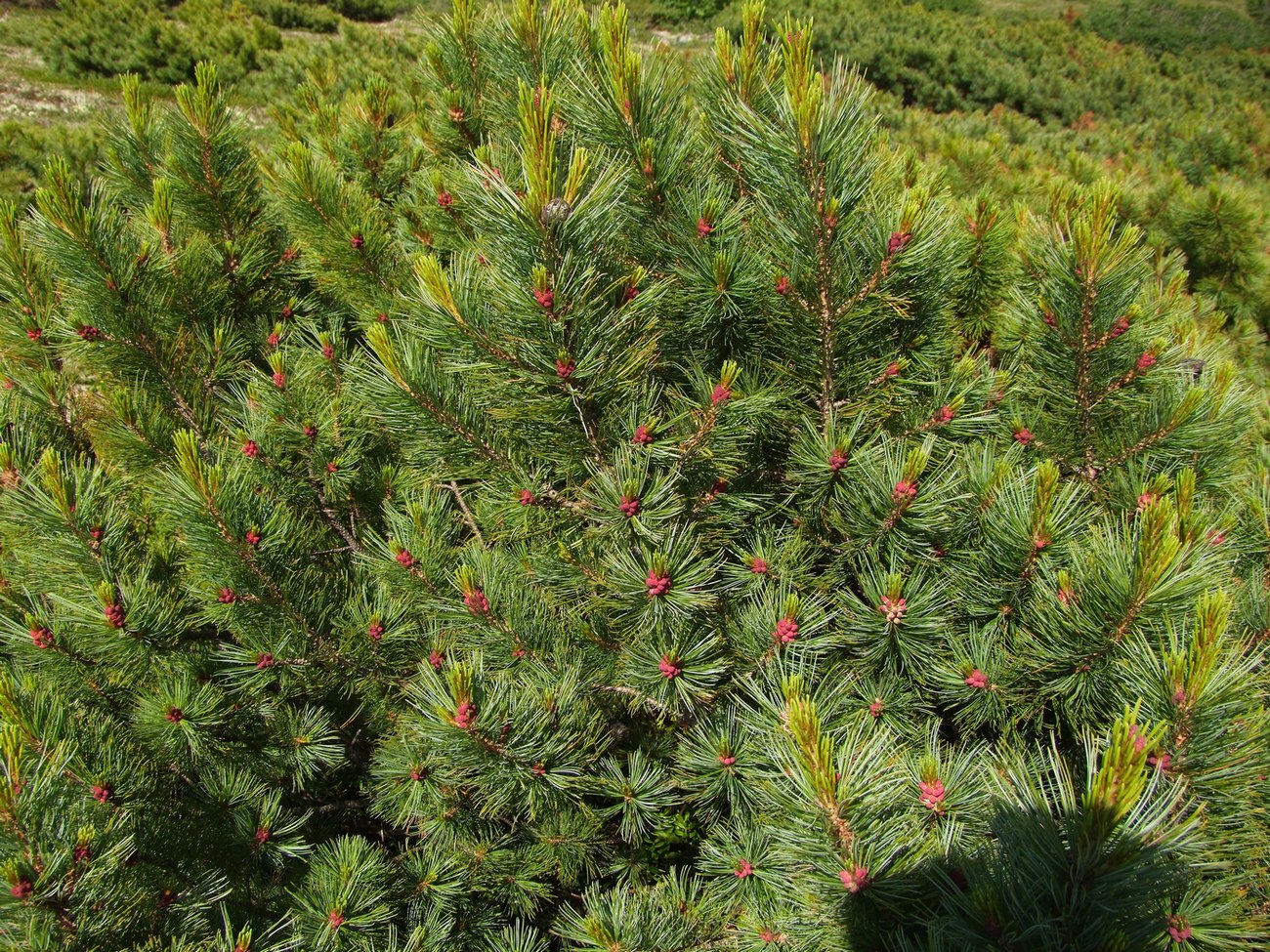 Image of Pinus pumila specimen.