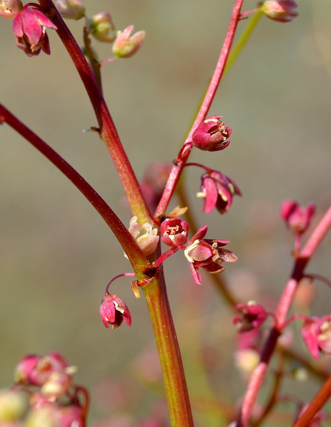 Image of Rheum tataricum specimen.