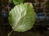 Duschekia kamtschatica. Лист (вид на нижнюю поверхность). Санкт-Петербург, ботанический сад БИН РАН, в культуре. 30.09.2016.