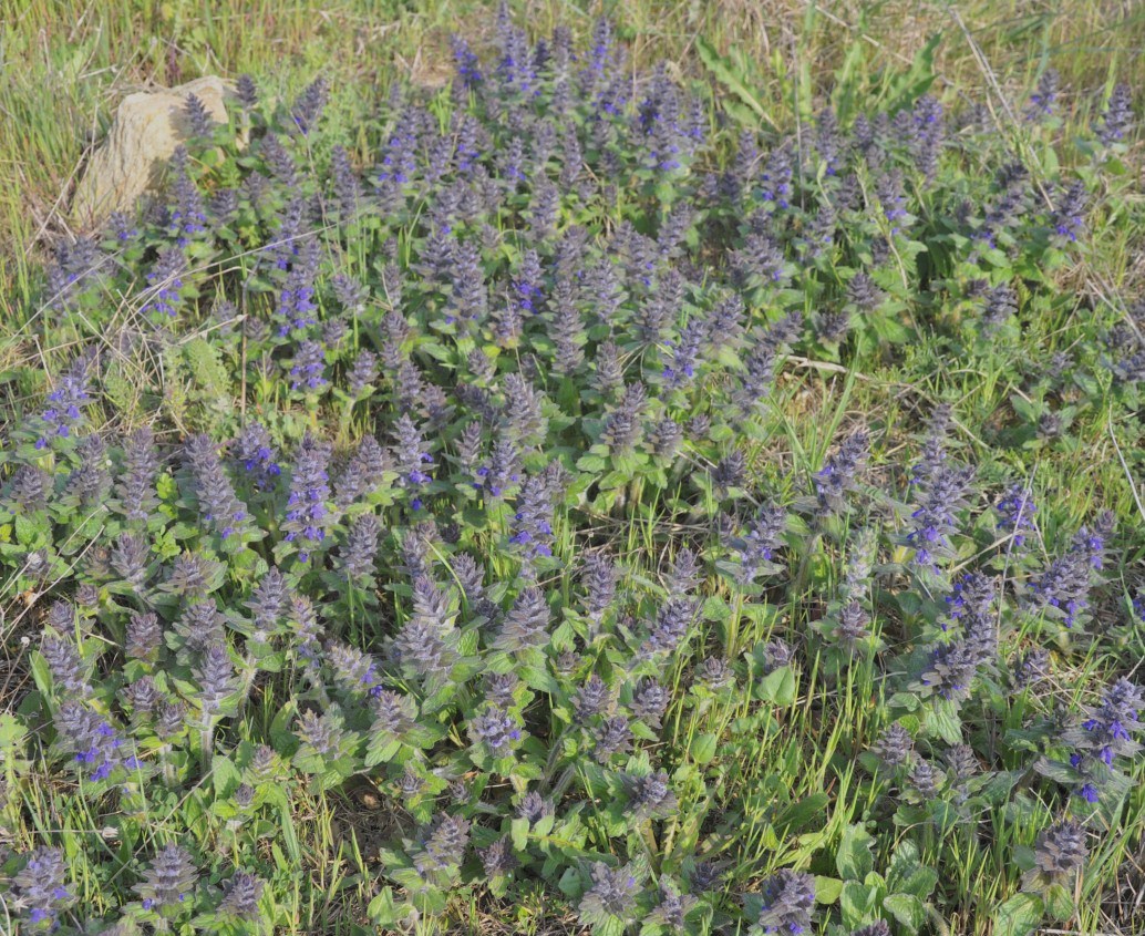 Image of Ajuga genevensis specimen.