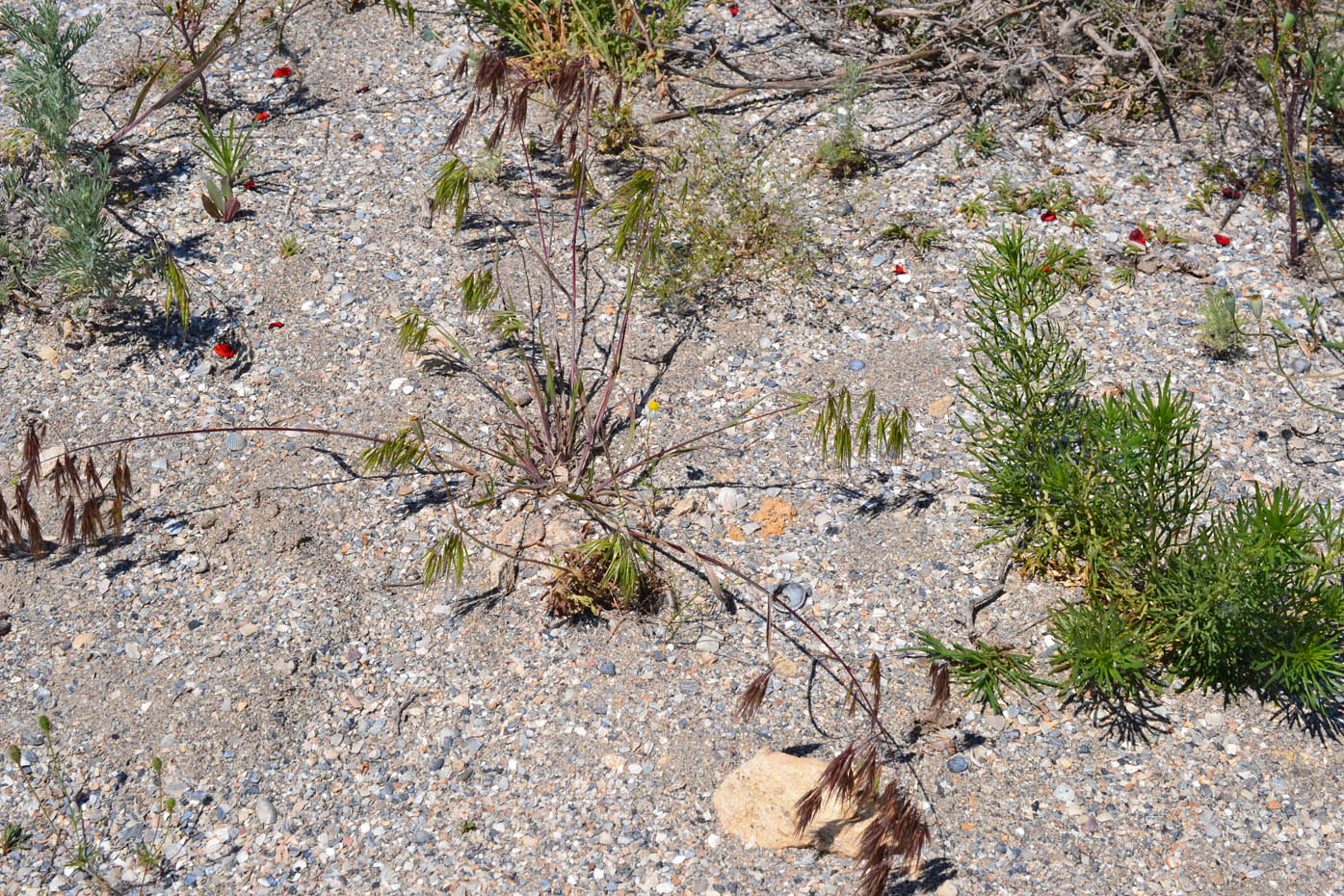 Image of Anisantha tectorum specimen.