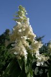 Hydrangea paniculata. Соцветия и листья. Украина, г. Киев, Ботанический сад им. М.М. Гришко. 22 августа 2008 г.