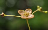 Euonymus pauciflorus. Соцветие с цветком и бутоном. Приморский край, Уссурийский гор. округ, окр. с. Монакино, поляна на небольшой сопке. 04.06.2017.