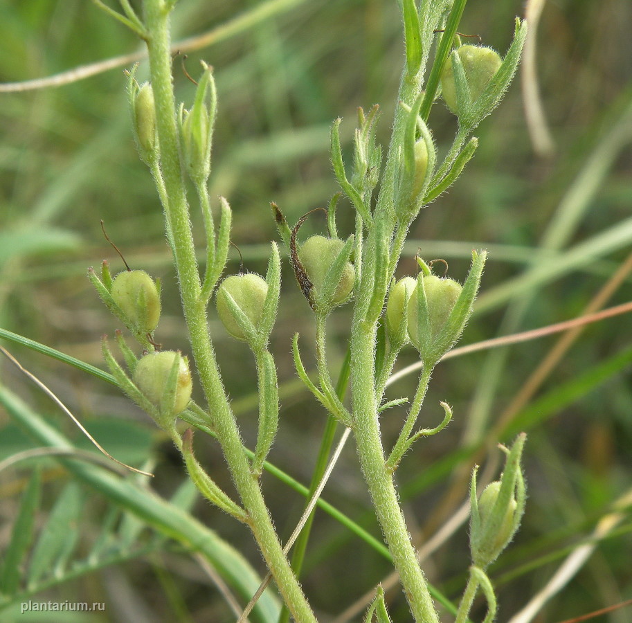 Image of Veronica jacquinii specimen.