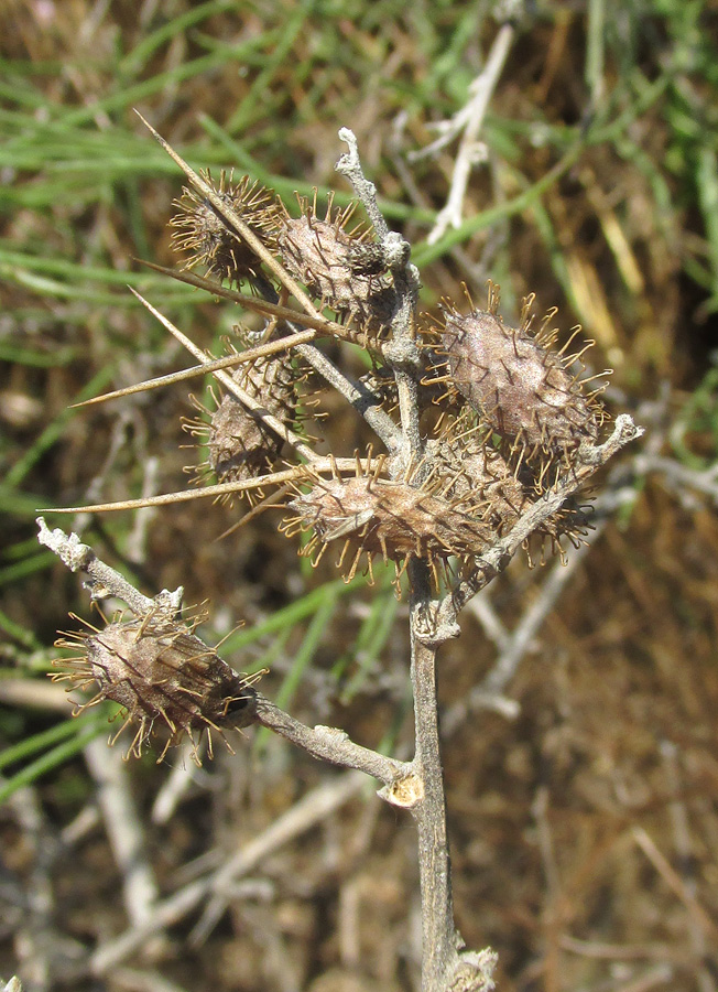 Image of Xanthium spinosum specimen.