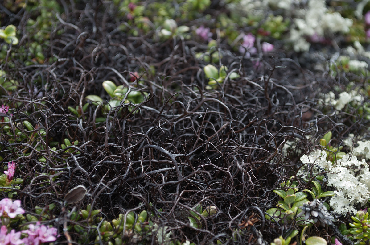 Image of Gowardia arctica specimen.