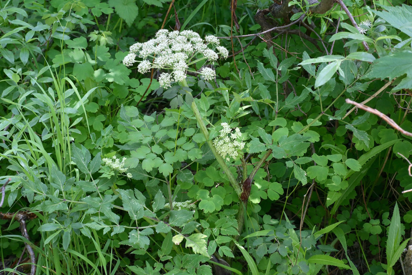 Image of Coelopleurum saxatile specimen.