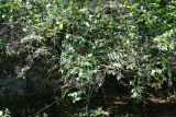 Sambucus nigra