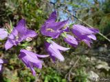 Campanula trachelium