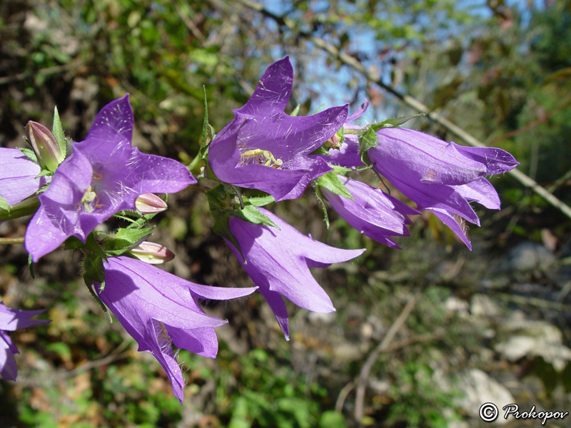 Изображение особи Campanula trachelium.