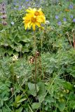 Ligularia narynensis