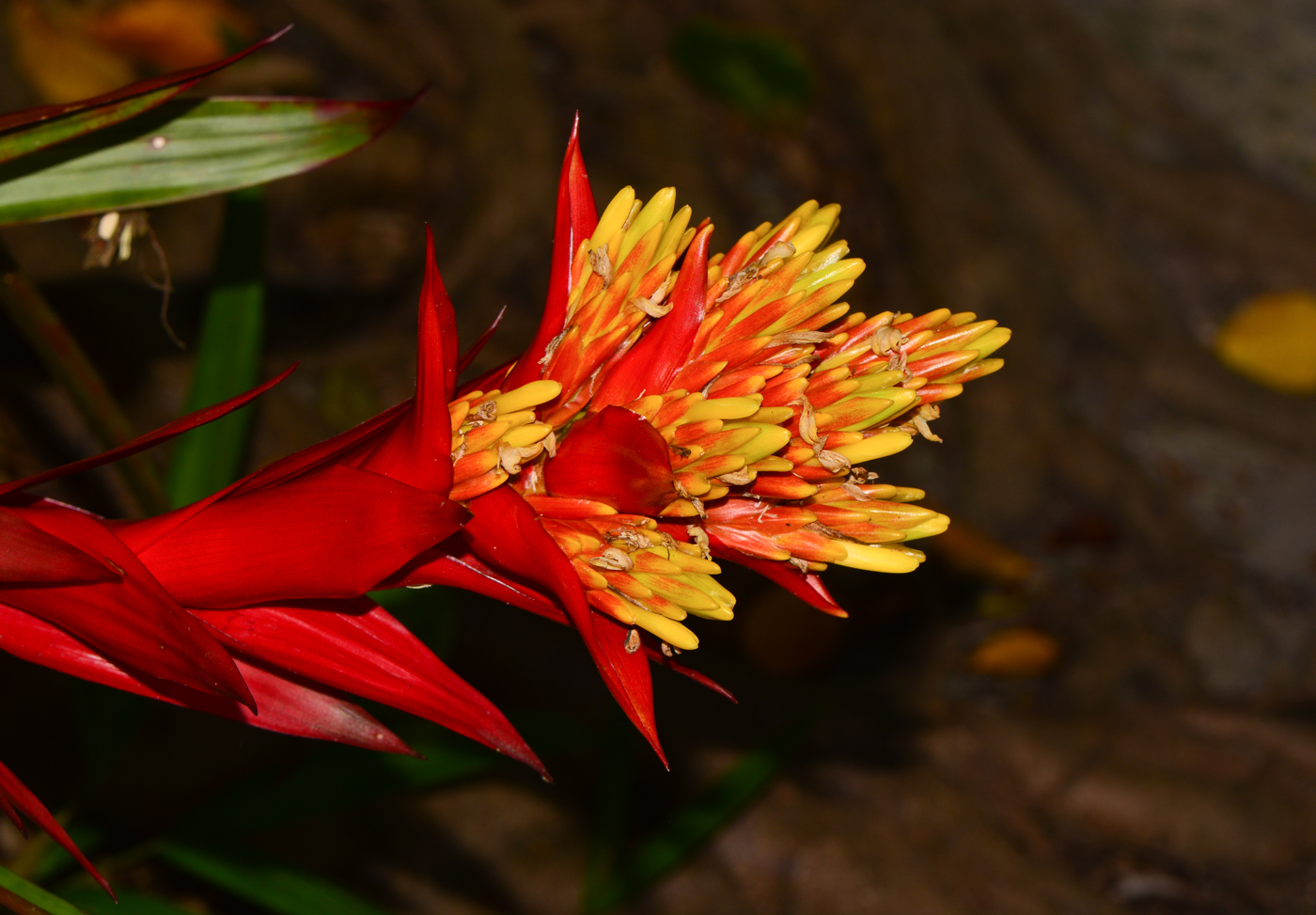 Image of familia Bromeliaceae specimen.