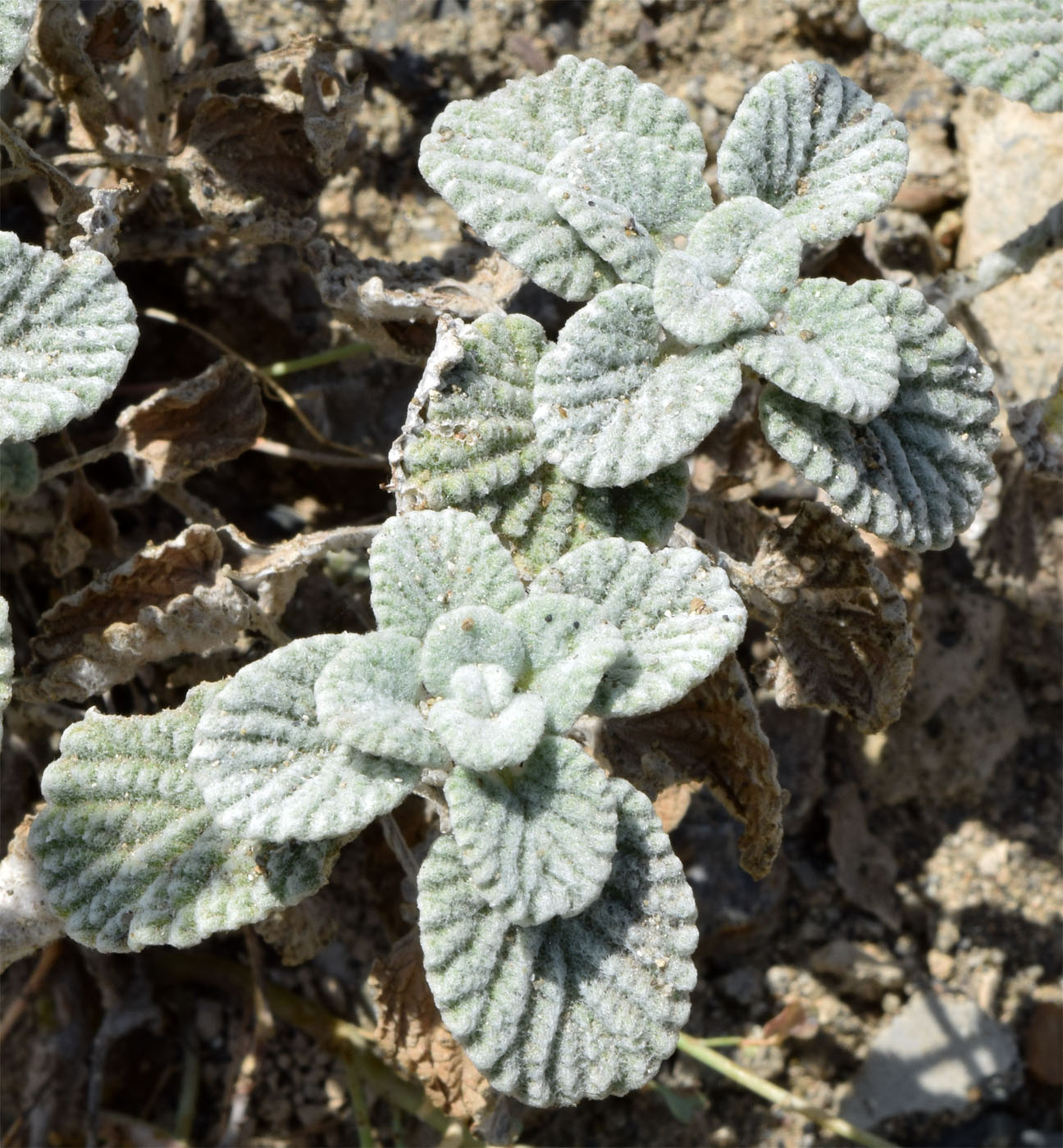 Изображение особи Nepeta olgae.