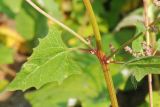 Atriplex prostrata