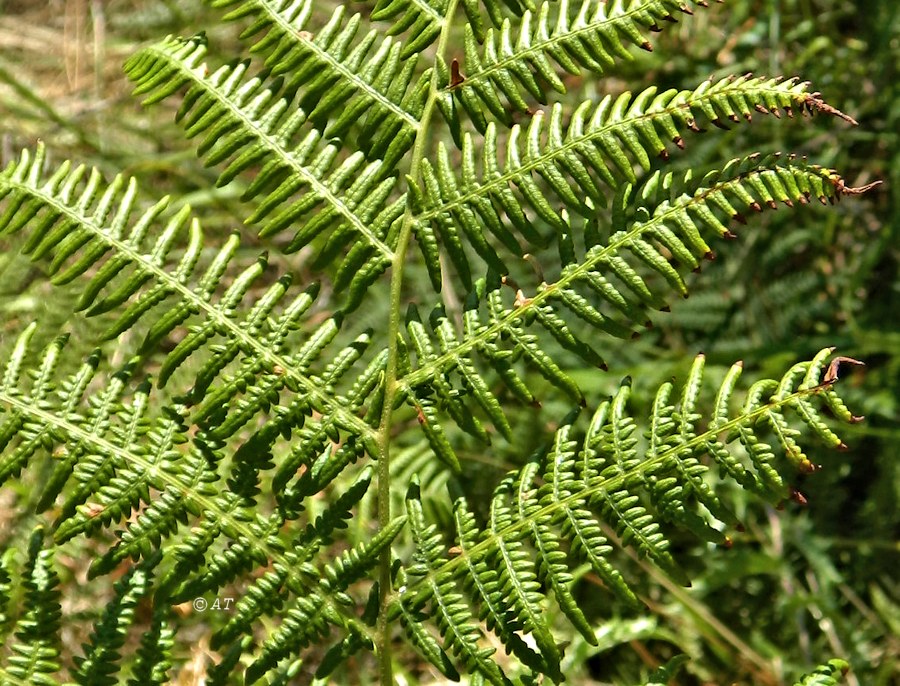 Image of Pteridium aquilinum ssp. atlanticum specimen.