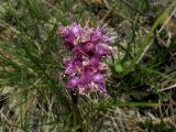 Allium nebularum. Отцветшие соцветия. Красноярский край, Шушенский р-н, национальный парк \"Шушенский Бор\", Западный Саян, хребет Борус, урочище \"Пелехова\", субальпийский низкотравный луг среди курумника рядом со скалой. 24.07.2015.