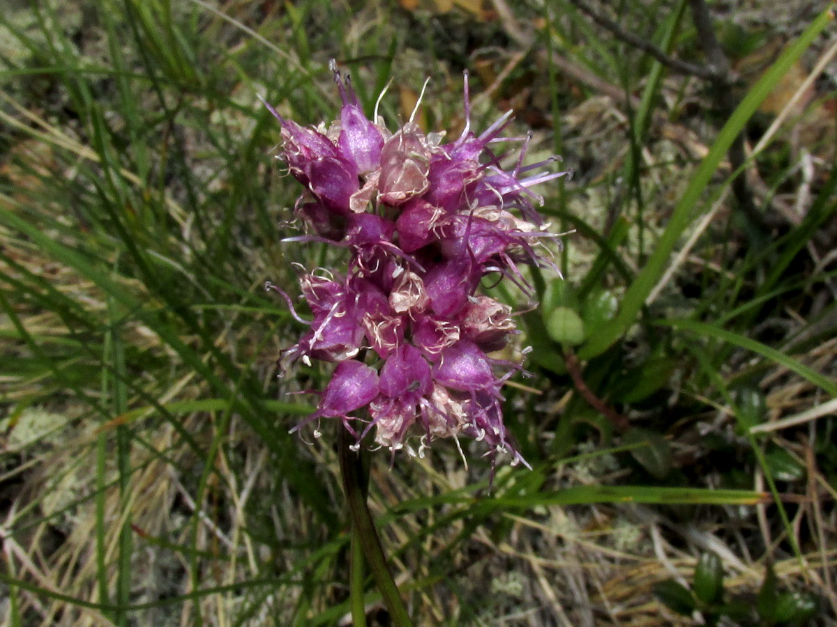 Изображение особи Allium nebularum.