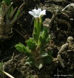 Gentiana aquatica. Цветущее растение (высота 3 см). Азербайджан, Губинский р-н, окр. с. Джек, 1800 м н.у.м. 22.04.2010.