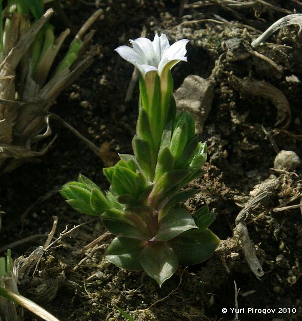 Image of Gentiana aquatica specimen.