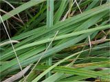 Calamagrostis epigeios. Части листьев. Украина, Ивано-Франковская обл., Болеховский горсовет, Поляницкий сельсовет, Поляницкий региональный ландшафтный парк, ур. Граница, редколесье. 21.09.2017.