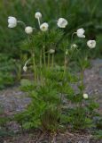 Anemone sylvestris