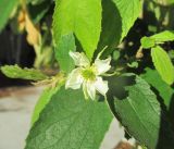 Muntingia calabura