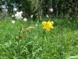 Hemerocallis minor