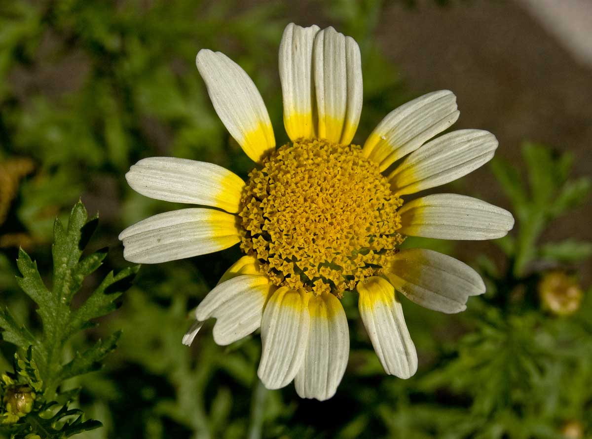 Image of Glebionis coronaria specimen.