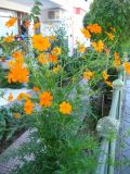 Cosmos sulphureus